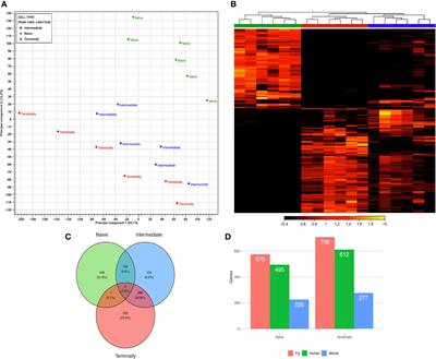 Transcriptome Profiling of Porcine Naïve, Intermediate and Terminally Differentiated CD8+ T Cells